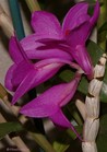 Dendrobium_glomeratum_1-4.jpg
