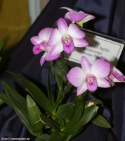Имя файла=Dendrobium_hybr_2-1.jpg
Размер файла=256КБ
Размеры=894x1000
Дата=Апр 01, 2009 Dendrobium_hybr_2-1.jpg