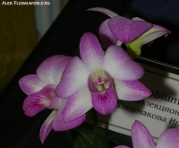 Имя файла=Dendrobium_hybr_2-2.jpg
Размер файла=146КБ
Размеры=755x624
Дата=Апр 01, 2009 Dendrobium_hybr_2-2.jpg