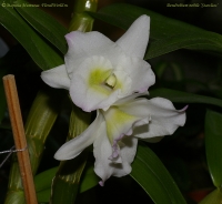 Dendrobium_nobile_SC_fl_01_10_08-1.jpg