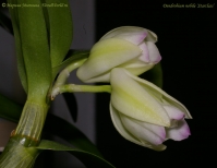 Dendrobium_nobile_SC_fl_29_09_08_2-3.jpg