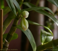 Dendrobium_nobile_SC_flower_29_09_08-1.jpg