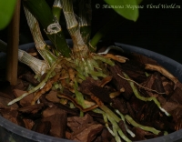 Имя файла=Dendrobium_nobile_SC_root.jpg
Размер файла=63КБ
Размеры=600x469
Дата=Окт 19, 2008 Dendrobium_nobile_SC_root.jpg
