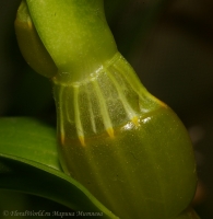 Dendrobium_nobile_Starclass-psv.jpg