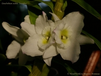 Dendrobium_nobile_Starclass_10_09-1.jpg