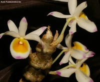 Имя файла=Dendrobium_pendulum_2-1.jpg
Размер файла=239КБ
Размеры=1000x822
Дата=Апр 02, 2009 Dendrobium_pendulum_2-1.jpg