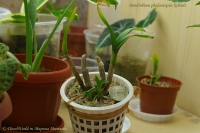 Имя файла=Dendrobium_phalaenopsis_EW_1-1.jpg
Размер файла=189КБ
Размеры=1000x665
Дата=Янв 02, 2010 Dendrobium_phalaenopsis_EW_1-1.jpg