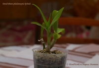 Имя файла=Dendrobium_phalaenopsis_hybrids_08_10-1.jpg
Размер файла=116КБ
Размеры=1000x690
Дата=Авг 24, 2010 Dendrobium_phalaenopsis_hybrids_08_10-1.jpg