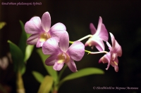 Dendrobium_phalaenopsis_hybrids__11_11-3.jpg