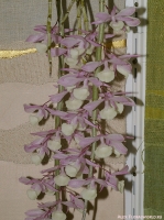 Имя файла=Dendrobium_pierardii_2-1.jpg
Размер файла=399КБ
Размеры=746x1000
Дата=Апр 02, 2009 Dendrobium_pierardii_2-1.jpg