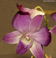 Имя файла=Dendrobium_sp_2-1.jpg
Размер файла=366КБ
Размеры=963x1000
Дата=Апр 01, 2009 Dendrobium_sp_2-1.jpg