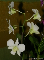 Имя файла=Dendrobium_sp_2-2.jpg
Размер файла=234КБ
Размеры=746x1000
Дата=Апр 01, 2009 Dendrobium_sp_2-2.jpg