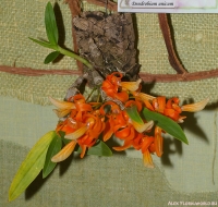 Имя файла=Dendrobium_unicum_2-1.jpg
Размер файла=346КБ
Размеры=900x855
Дата=Апр 02, 2009 Dendrobium_unicum_2-1.jpg