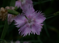 Имя файла=Dianthus_2008-1.jpg
Размер файла=163КБ
Размеры=1000x727
Дата=Июль 11, 2008 Dianthus_2008-1.jpg