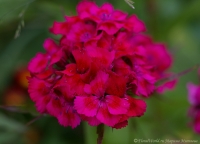 Dianthus_2008-2.jpg