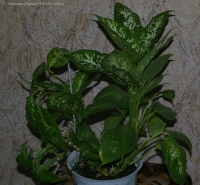 Dieffenbachia_sp_1-1.jpg