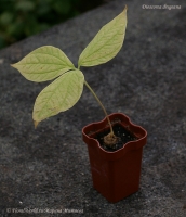 Dioscorea_dregeana_9_11-1.jpg