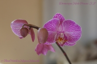 Doritaenopsis_Minho_Princess_SJ_04_13-6.jpg