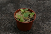 Имя файла=Dorstenia_foetida_variegata_9_11-1.jpg
Размер файла=235КБ
Размеры=1000x676
Дата=Сент 28, 2011 Dorstenia_foetida_variegata_9_11-1.jpg