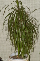 Имя файла=Dracaena_marginata.jpg
Размер файла=144КБ
Размеры=598x900
Дата=Июнь 17, 2008 Dracaena_marginata.jpg