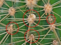 Echinocactus_grusonii_Aelirne-2.jpg