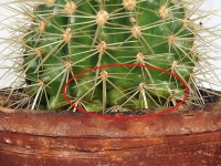 Echinocactus_grusonii_Aelirne-3.jpg