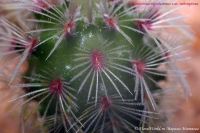 Echinocereus_rigidissimus_rubrispinus_06_10-1.jpg