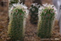 Echinocereus_rigidissimus_rubrispinus_06_10-2.jpg