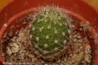 Echinopsis_1-2008.jpg