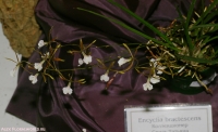 Имя файла=Encyclia_bractescens_2-1.jpg
Размер файла=193КБ
Размеры=1000x611
Дата=Апр 01, 2009 Encyclia_bractescens_2-1.jpg