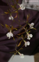 Имя файла=Encyclia_bractescens_2-2.jpg
Размер файла=100КБ
Размеры=595x923
Дата=Апр 01, 2009 Encyclia_bractescens_2-2.jpg