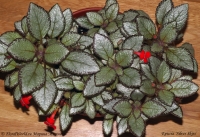 Episcia_Silver_Skies_3-1.jpg