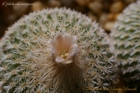 Epithelantha_micromeris_04_13-1.jpg