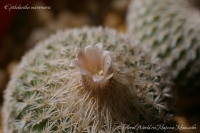 Epithelantha_micromeris_04_13-2.jpg