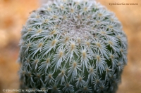 Имя файла=Epithelantha_micromeris_06-10-1.jpg
Размер файла=271КБ
Размеры=1000x665
Дата=Июнь 23, 2010 Epithelantha_micromeris_06-10-1.jpg