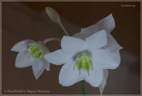 Eucharis_sp_04_12-3.jpg