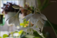 Eucharis_sp_04_12-4.jpg