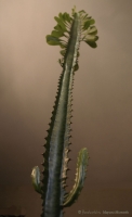 Euphorbia_trigona.jpg
