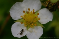 Fragaria_2008-1.jpg