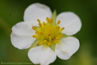 Fragaria_2008-2.jpg