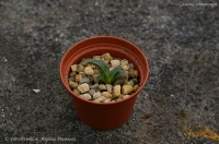 Gasteria_armstrongii_9_11-1.jpg