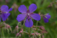 Geranium_2008-4.jpg