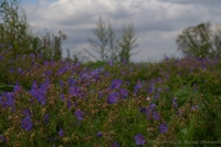 Geranium_pratense_08-6.jpg