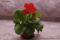 Gerbera_jamesonii_cv_03_10-1.jpg