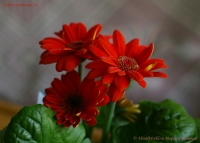 Gerbera_jamesonii_cv_03_10-2.jpg