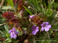 Glechoma_hederacea.jpg