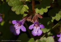 Glechoma_hederacea_04_2008-.jpg