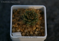 Имя файла=Gymnocalycium_damsii_var__torulosum-1_07_11.jpg
Размер файла=170КБ
Размеры=1000x705
Дата=Сент 15, 2011 Gymnocalycium_damsii_var__torulosum-1_07_11.jpg
