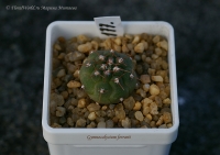 Gymnocalycium_ferrarii_07_11.jpg