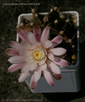 Имя файла=Gymnocalycium_mihanovichii_hyb-5_07_11.jpg
Размер файла=181КБ
Размеры=694x828
Дата=Сент 15, 2011 Gymnocalycium_mihanovichii_hyb-5_07_11.jpg